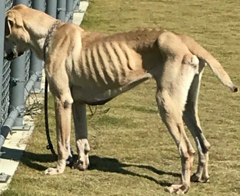 流浪狗「大丹」過去在街頭被發現時，身體虛弱極度消瘦|