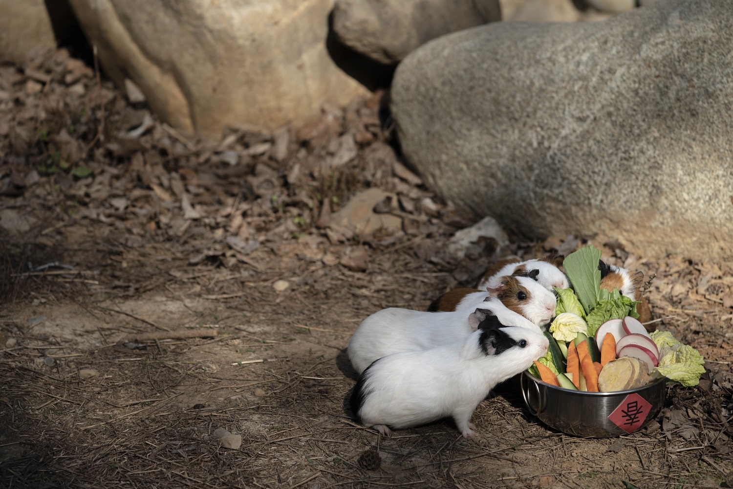 天竺鼠們享用春節限定的蔬菜拼盤|