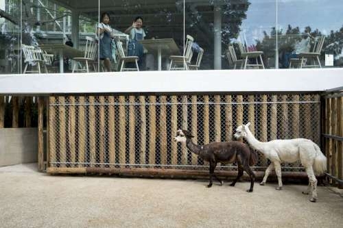 新竹市動物園有新動物夥伴了，就是來自壽山動物園的兩隻羊駝咖啡與牛奶。