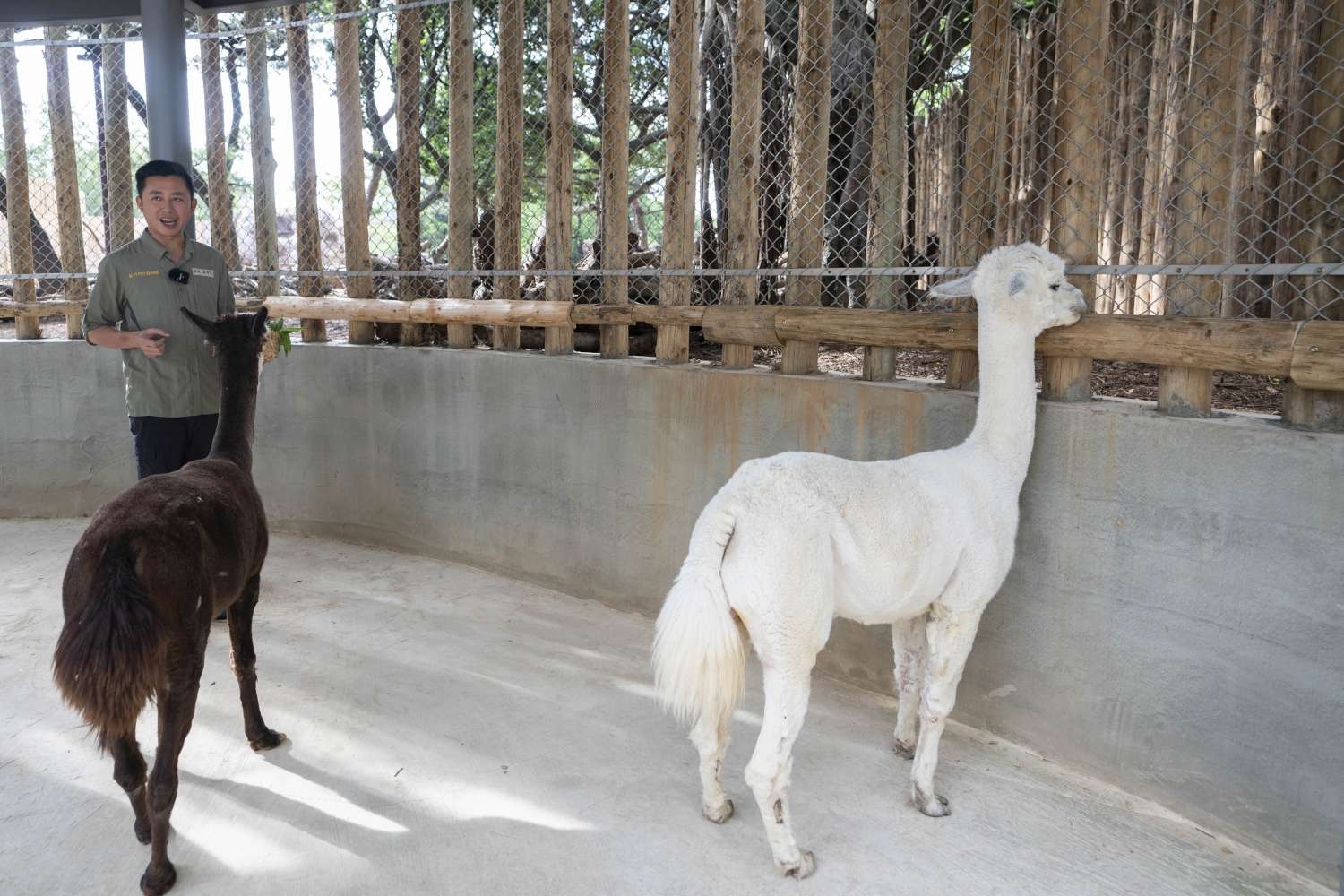 新竹市動物園有新動物夥伴了，就是來自壽山動物園的兩隻羊駝咖啡與牛奶。