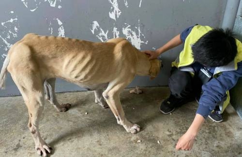 流浪狗「大丹」過去在街頭被發現時，身體虛弱極度消瘦