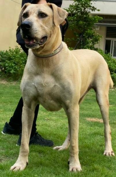 流浪狗「大丹」過去在街頭被發現時，身體虛弱極度消瘦