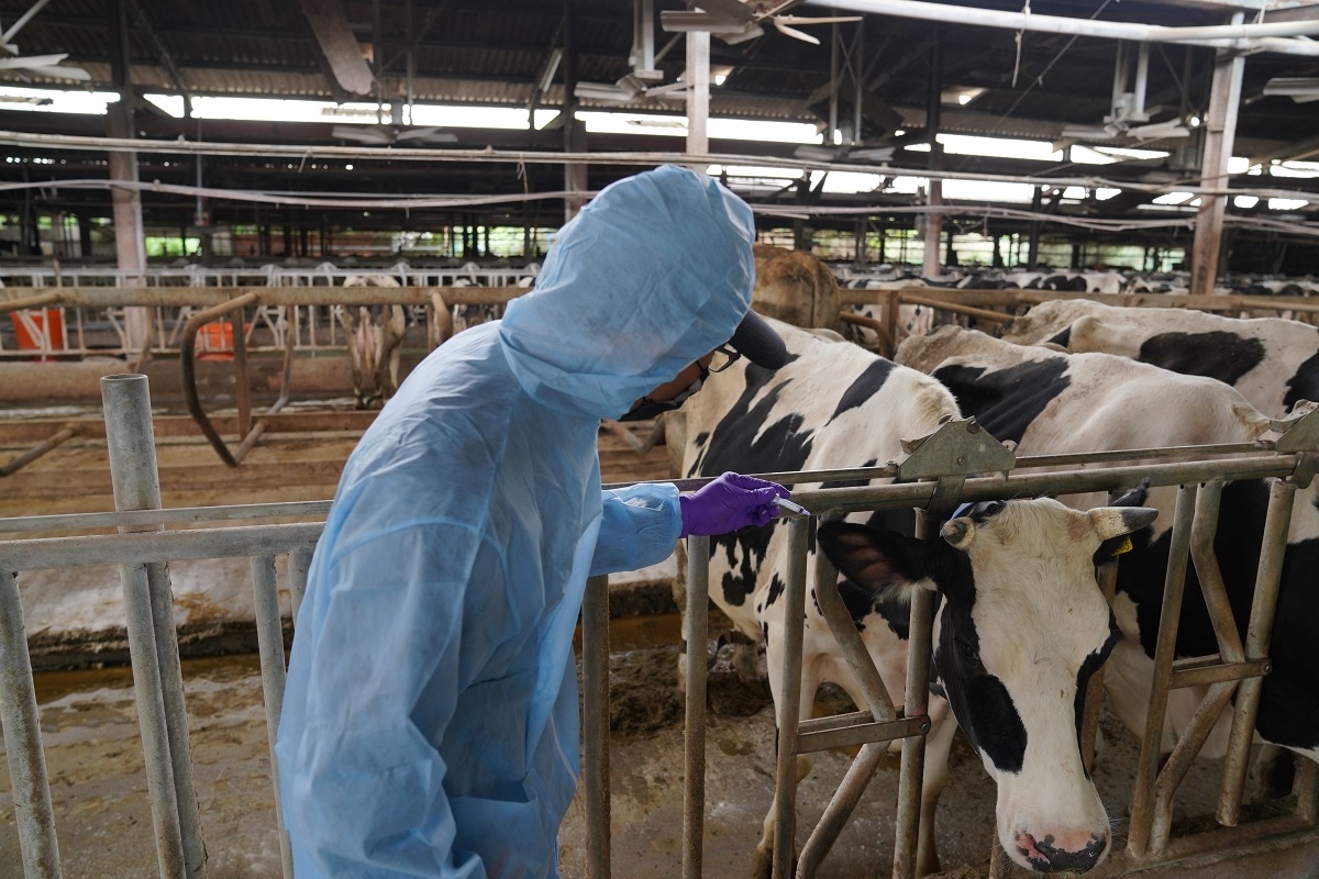 竹市今將完成全市畜牧場牛隻接種