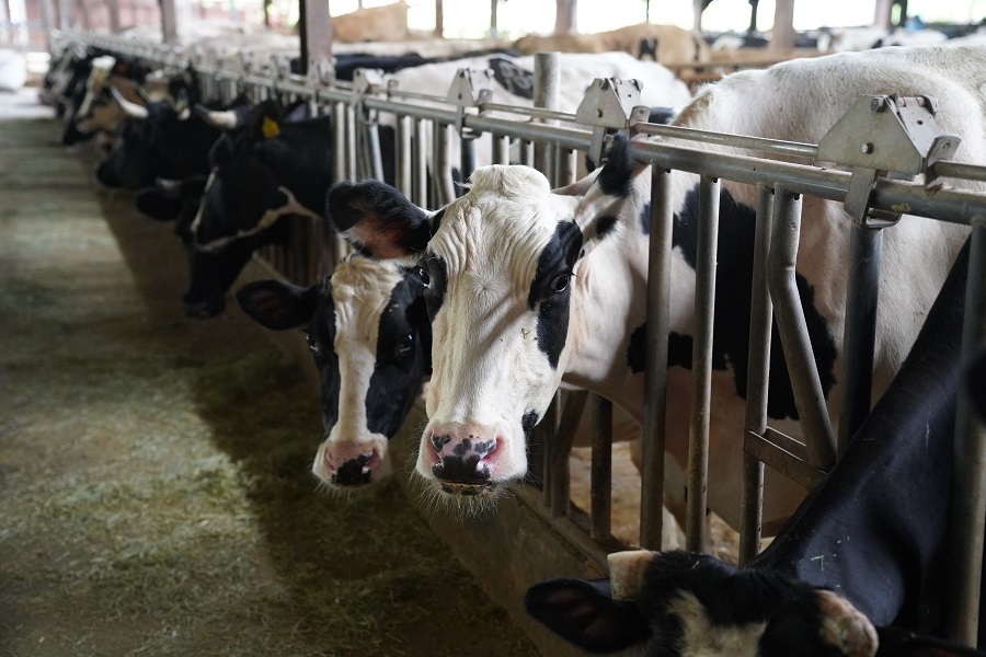 竹市今將完成全市畜牧場牛隻接種