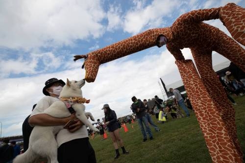 百隻狗狗「毛寶貝同樂會」競技開趴　免費疫苗注射、健康檢查打造友善動物城市