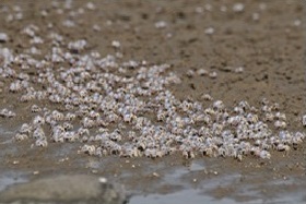 写真：大量のミナミコメツキガニ。量で厳しい湿地の生存条件に対応している。