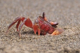 写真：スナガニも生息地がなくなりつつある湿地生物。種族も非常に多い。