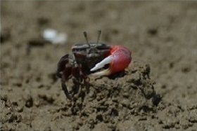 写真：とてもよく目にすることができるカニ類は、一般的には潮が引いて1～2時間の岸辺で観察できます。
