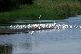 写真：金城湖の夏季の鳥の様子。
