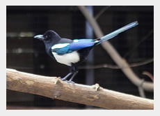 市の鳥カササギ 